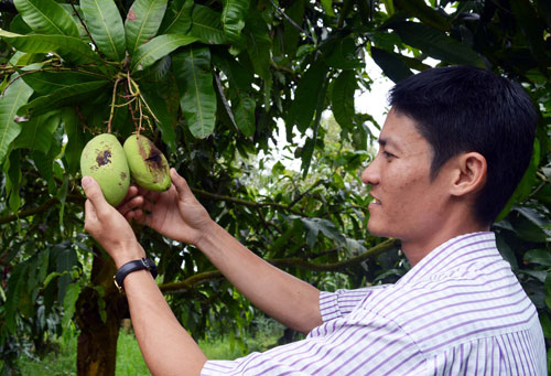  Cận tết, nhà vườn ĐBSCL lo sản lượng trái cây giảm, giá tăng